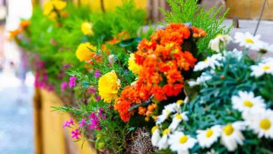 Fiori e vasi, come disporli in balcone senza spendere soldi