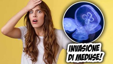 Invasione di meduse nel nostro mare-come comportarci in caso di contatto