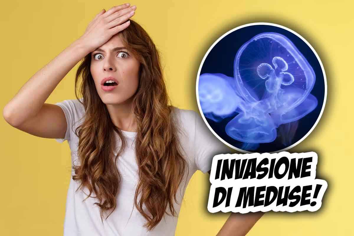 Invasione di meduse nel nostro mare-come comportarci in caso di contatto