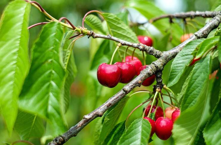 Ciliegie a casa? Certo con il trucco del nocciolo