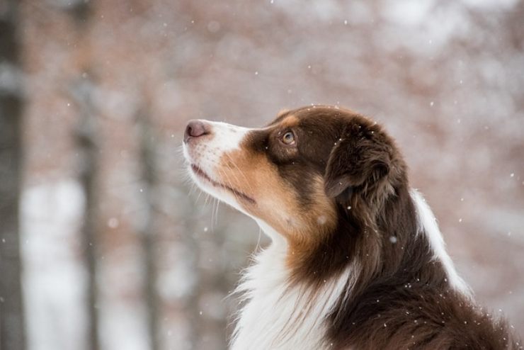 Trekking con il proprio cane