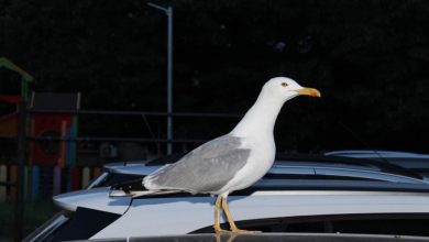 Come pulire gli escrementi degli uccelli dalla macchina