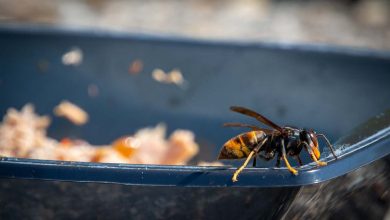 Vespa Velutina, come difendere la tua casa e il tuo giardino