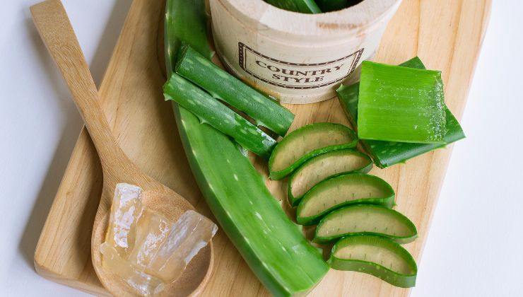 aloe vera ustioni