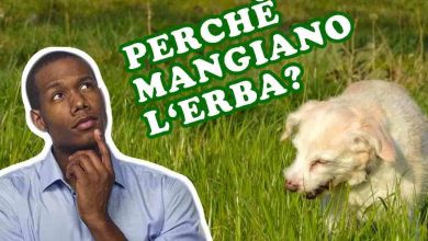 perché i cani mangiano l'erba? domande e risposte