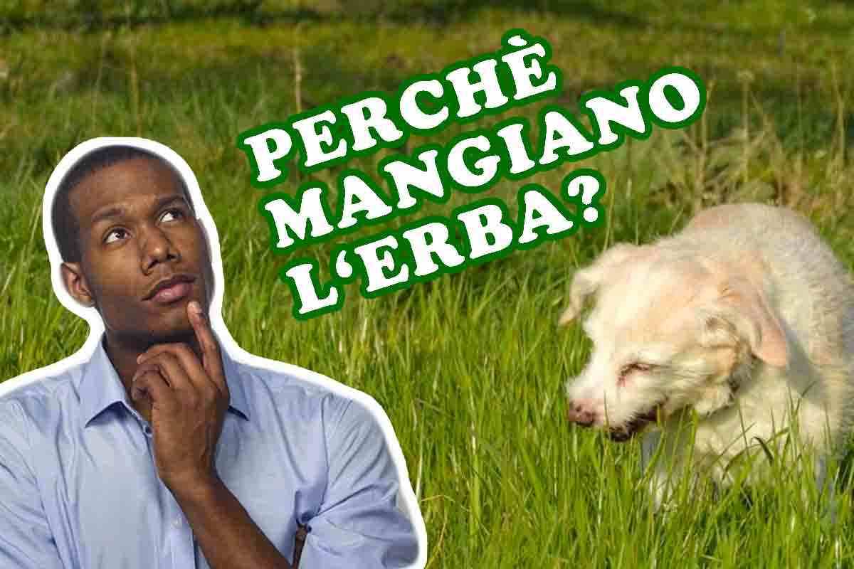 perché i cani mangiano l'erba? domande e risposte