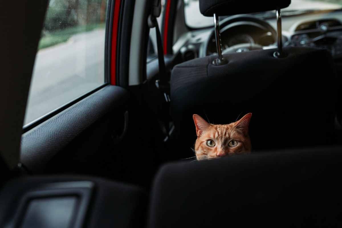 animali domestici portati in viaggio in automobile