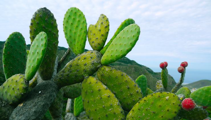 perché dovresti mangiare i cactus