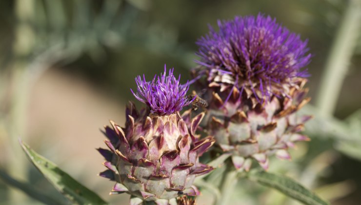 questo bellissimo fiore viene da una pianta inaspettata