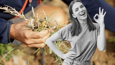 Come eliminare le erbacce dal giardino e dal balcone