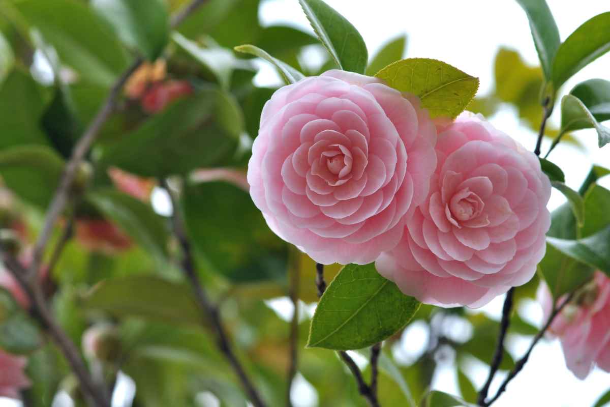 Fiore più bello dell'estate