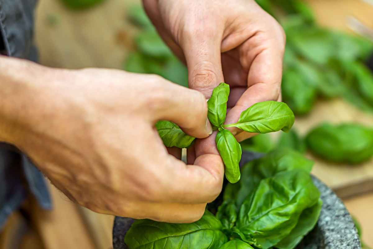 Giardino a prova di mosche