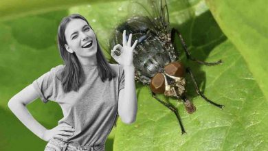 come eliminare le mosche dal proprio giardino