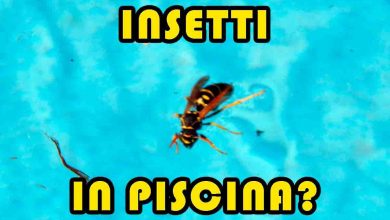 Come tenere gli insetti lontani dalla tua piscina di casa