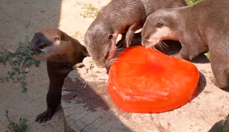 animali bioparco di torino si rinfrescano con i ghiaccioli