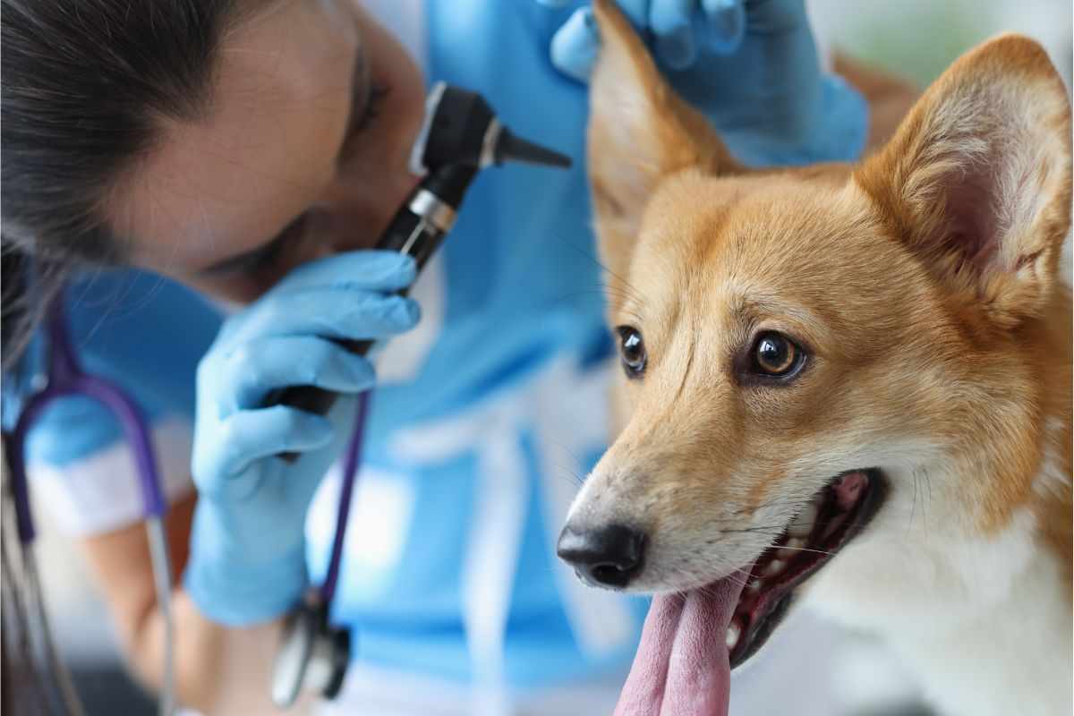 orecchie cane bollenti perché