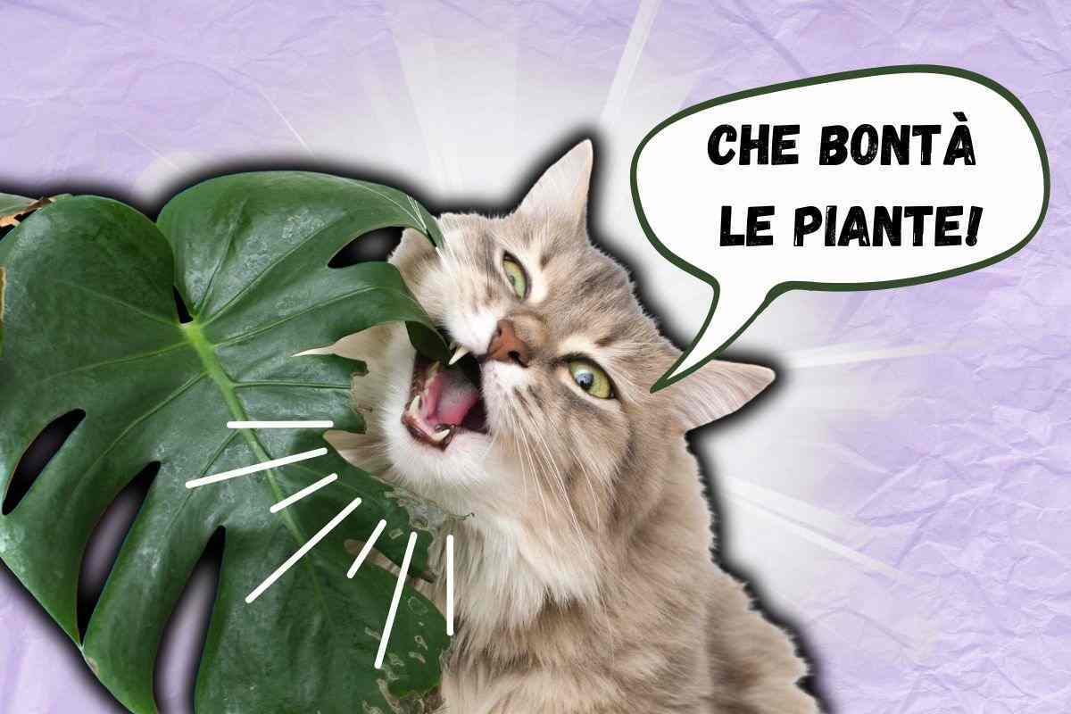 Gatto mangia piante