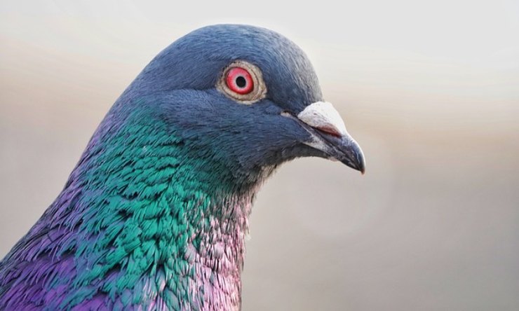 perché i piccioni tengono il collo girato