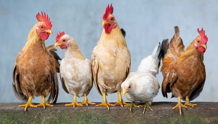 infezioni causate da pollo