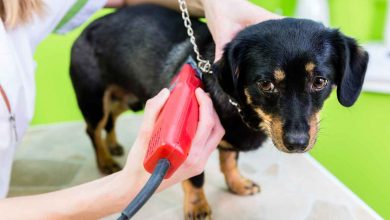 perché non bisogna tosare il cane in estate