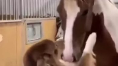 video cavallo cane amici