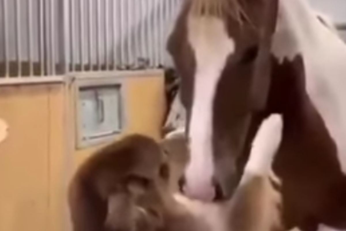 video cavallo cane amici