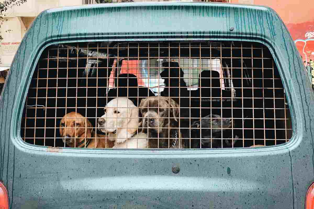 Cane trova nuovo papà e commuove tutti