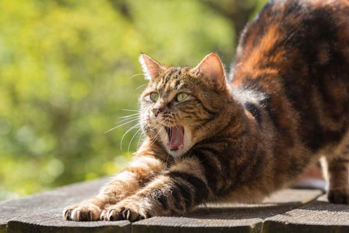 Il tuo gatto adesso ti parla: tutto merito di una app - Bio Pianeta