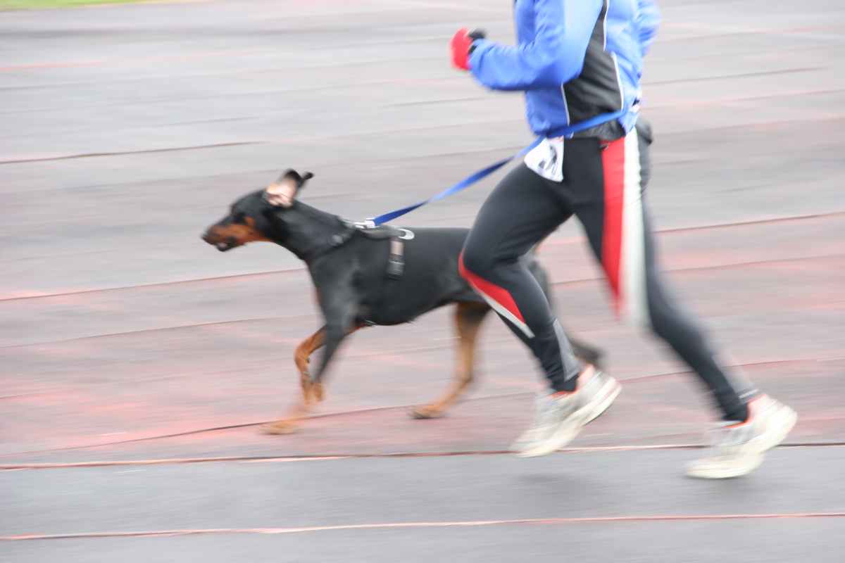 Allenarsi con il proprio cane