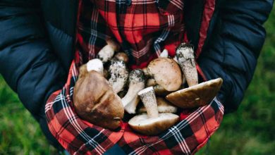 funghi errori non fare ricerca coltivazione