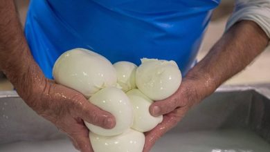 mozzarella di bufala campana irresistibile ecco quello che contiene veramente