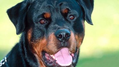 rottweiler ecco perché ha una brutta reputazione