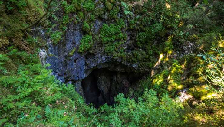 scoperta una foresta all'interno di un buco