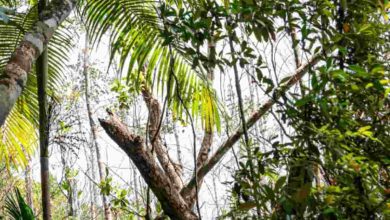 dettagli storia albero pernambuco 186 anni