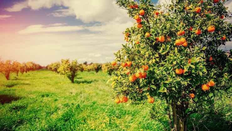 la storia che si cela dietro i fiori d'arancio