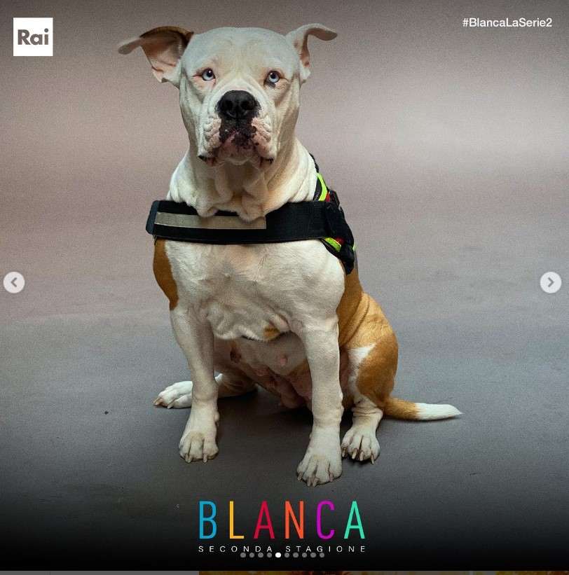 linneo il cane di Blanca