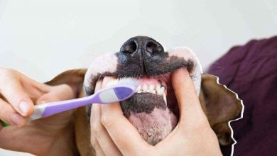 Padrone cane idea geniale per lavare i denti