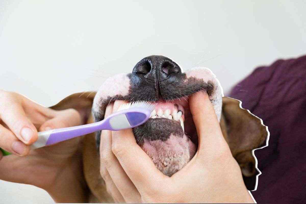 Padrone cane idea geniale per lavare i denti