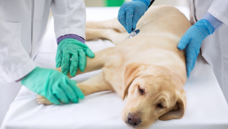 La pancreatite nel cane è molto pericolosa-attenzione ai sintomi