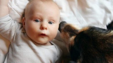 legame pastore tedesco e bambino