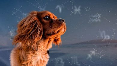 razze di cani in base al segno zodiacale