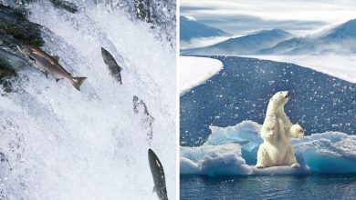 Salmone cambiamento climatico