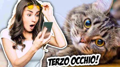 I gatti hanno il terzo occhio