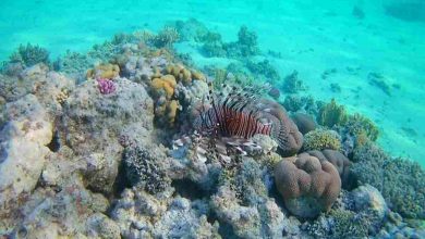 nuova speranza alla barriera corallina