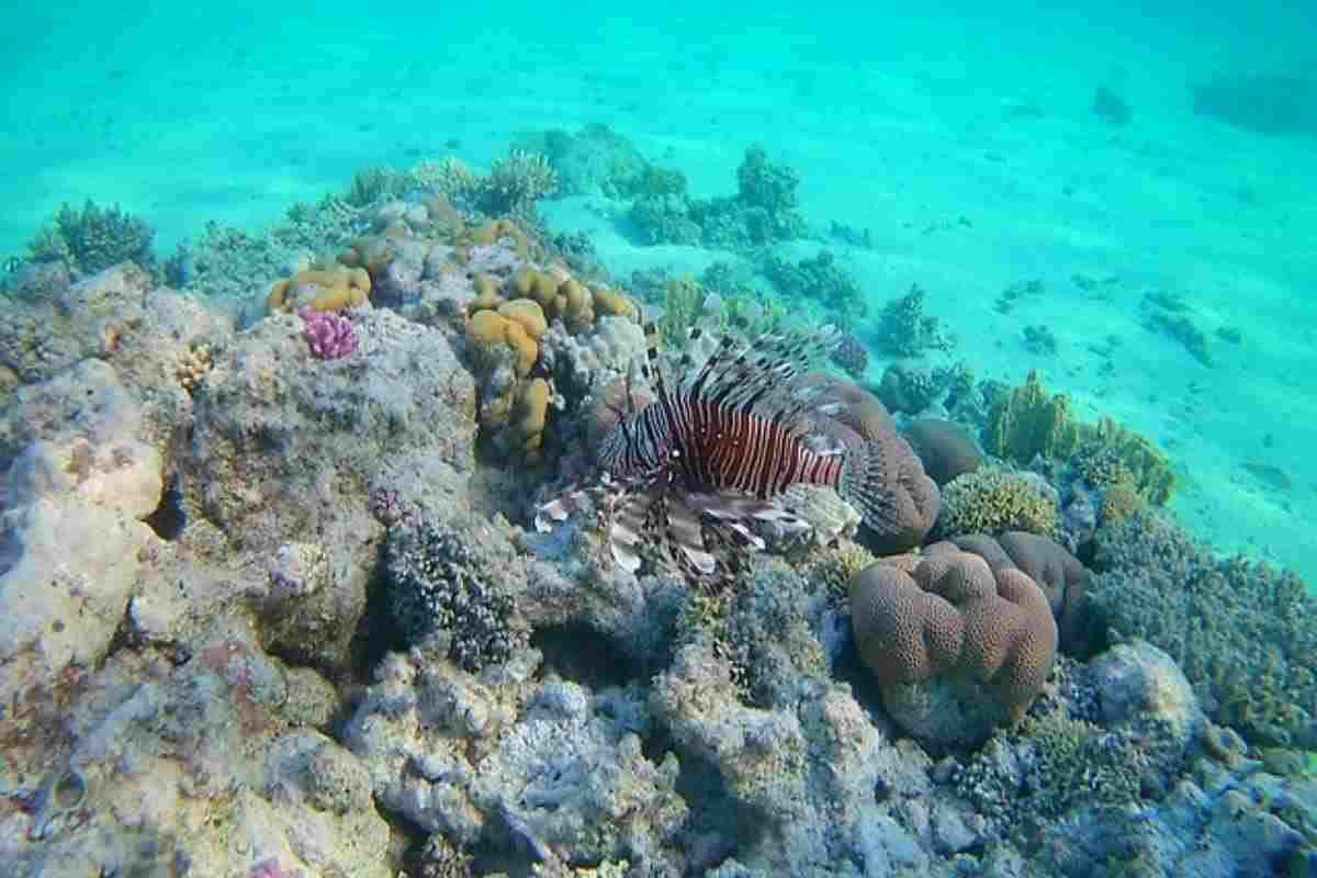 nuova speranza alla barriera corallina