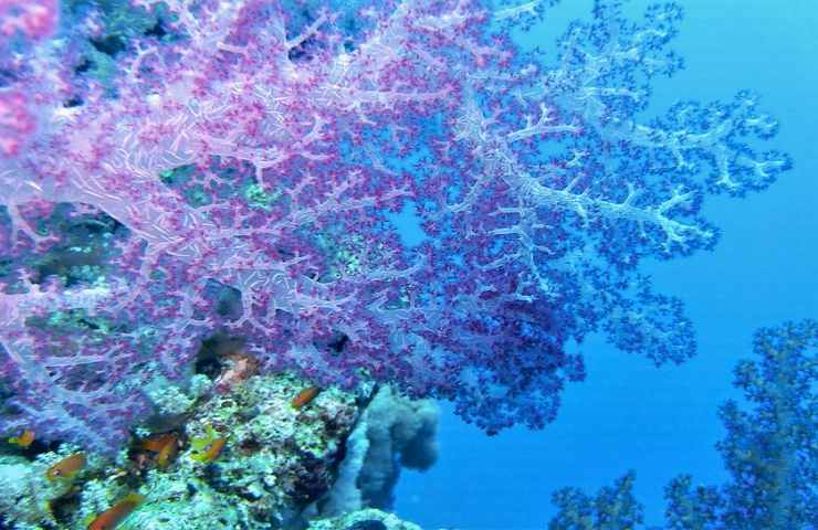 nuova speranza alla barriera corallina