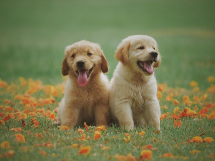 labrador cani adorabili