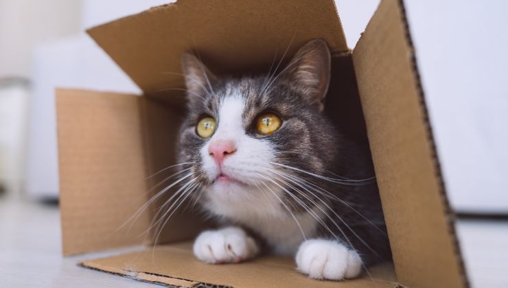 riutilizzare scatole per gatti