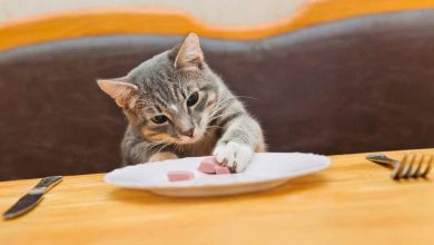 gatto che mangia troppo cosa significa