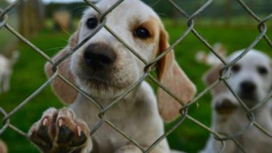 cane adottato torna al rifugio